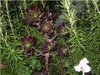 dcd62510-Picture 5176.jpg